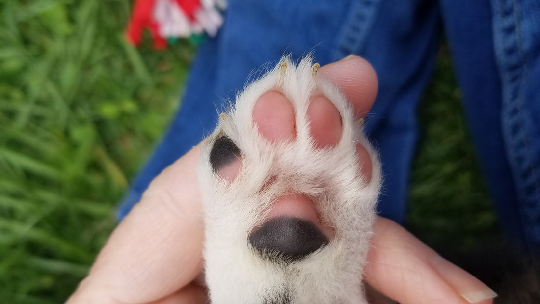 Adorable Baby Puppy Paw
